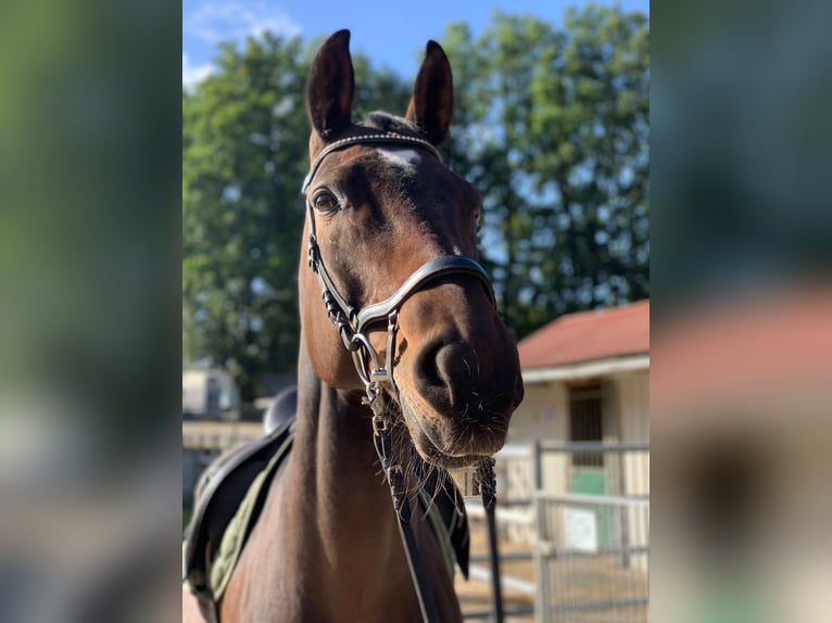 Hanoverian Mare 20 years 16.2 hh Brown in Uelzen