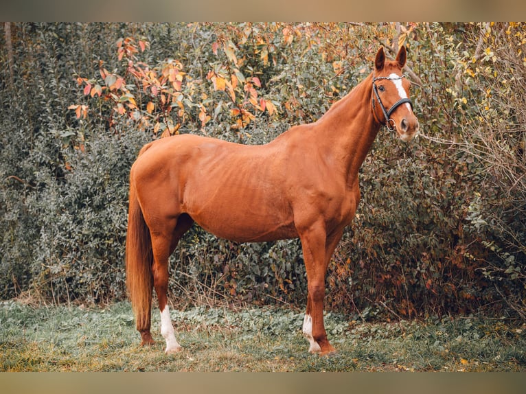 Hanoverian Mare 20 years 16,2 hh Chestnut-Red in Vierkirchen