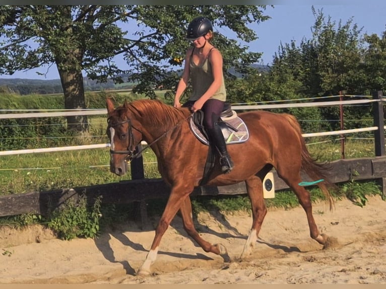 Hanoverian Mare 20 years 16,2 hh Chestnut-Red in Vierkirchen