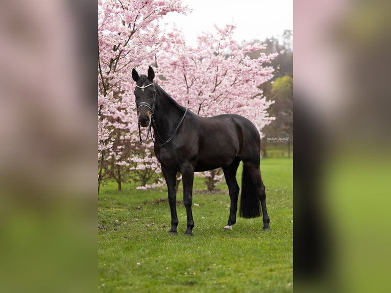 Hanoverian Mare 20 years 16.2 hh Smoky-Black in Moringen