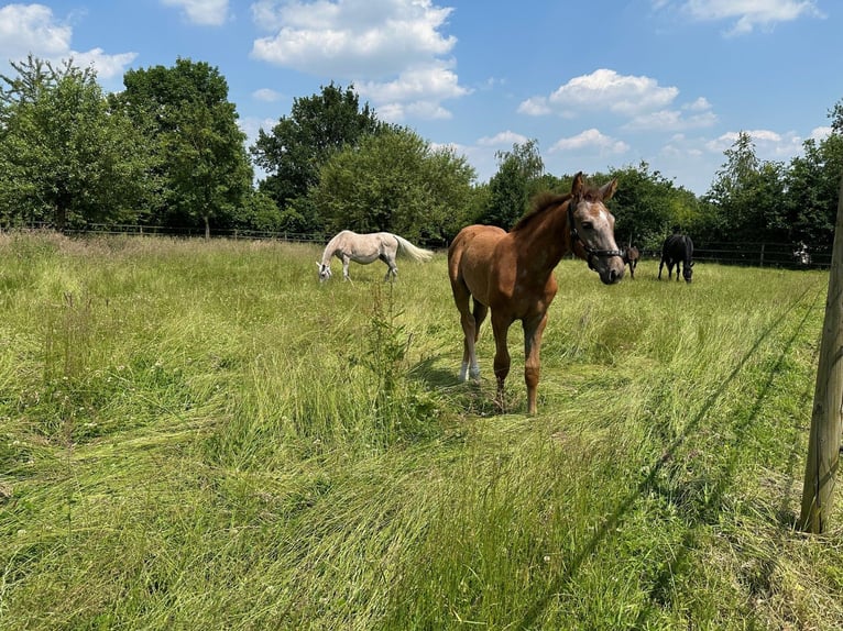 Hanoverian Mare 20 years 16,3 hh Gray-Fleabitten in Hamm