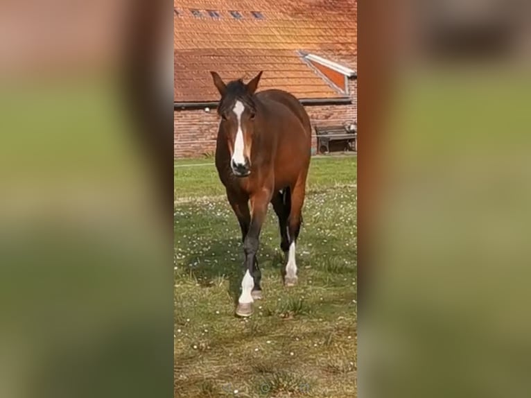 Hanoverian Mare 20 years 16 hh Brown in Hage