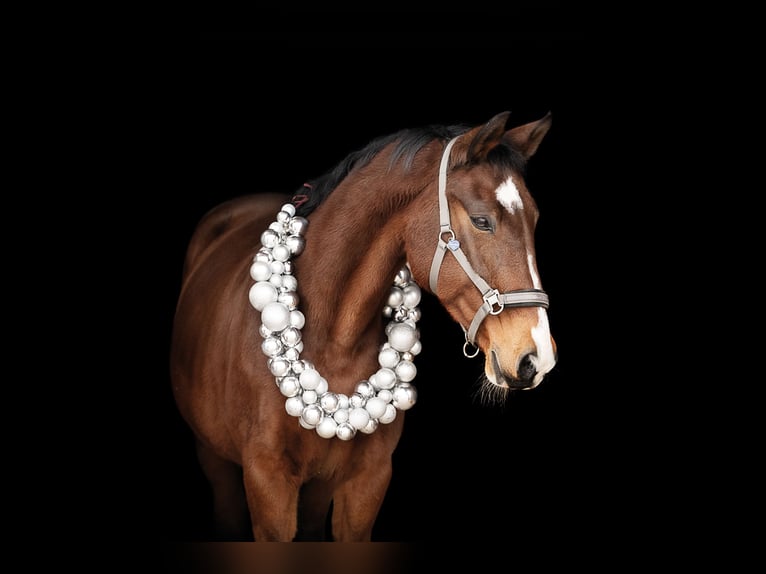 Hanoverian Mare 20 years 16 hh Brown in Tettnang