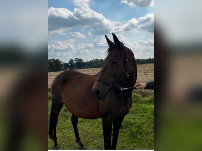 Hanoverian Mare 20 years 16 hh Brown in Wingst