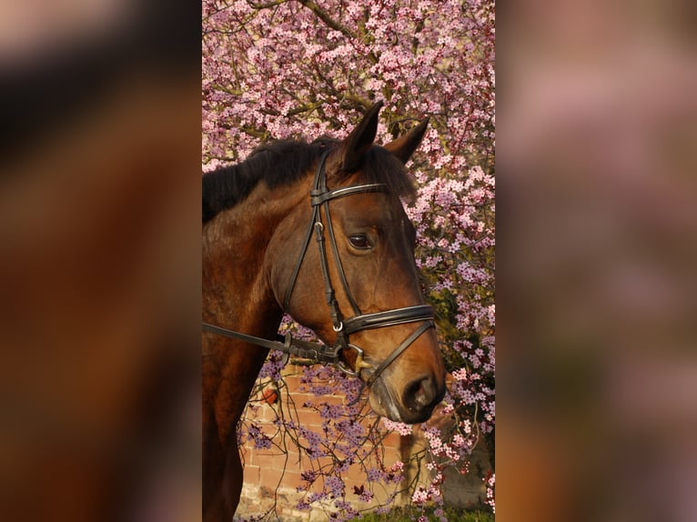 Hanoverian Mare 20 years 16,1 hh Brown in K&#xFC;hrstedt/Geestland