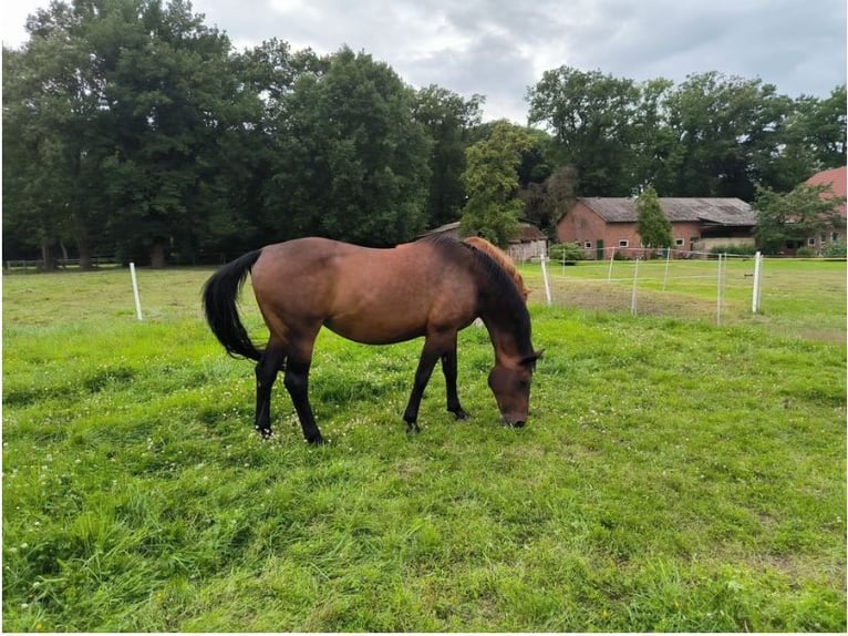 Hanoverian Mare 20 years 16,1 hh Brown in K&#xFC;hrstedt/Geestland