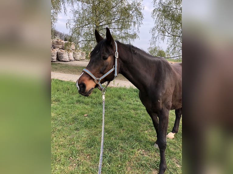 Hanoverian Mare 20 years 16,1 hh Brown in Ober-Mörlen Hanoverian Mare 20 years 16,1 hh Brown in Ober-Mörlen