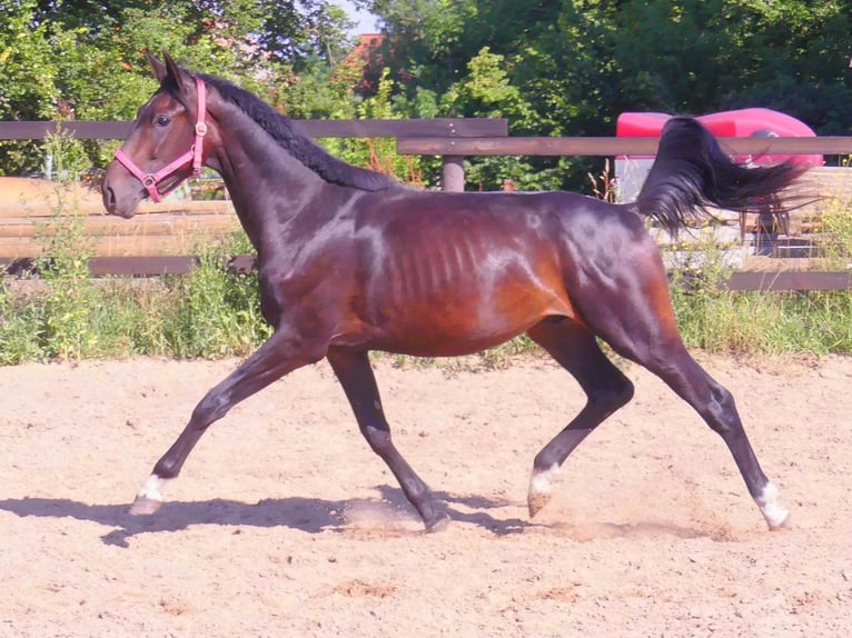 Hanoverian Mare 20 years 16,1 hh Chestnut-Red in Mücheln (Geiseltal)