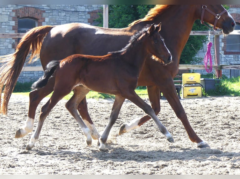 Hanoverian Mare 20 years 16,1 hh Chestnut-Red in Mücheln (Geiseltal)