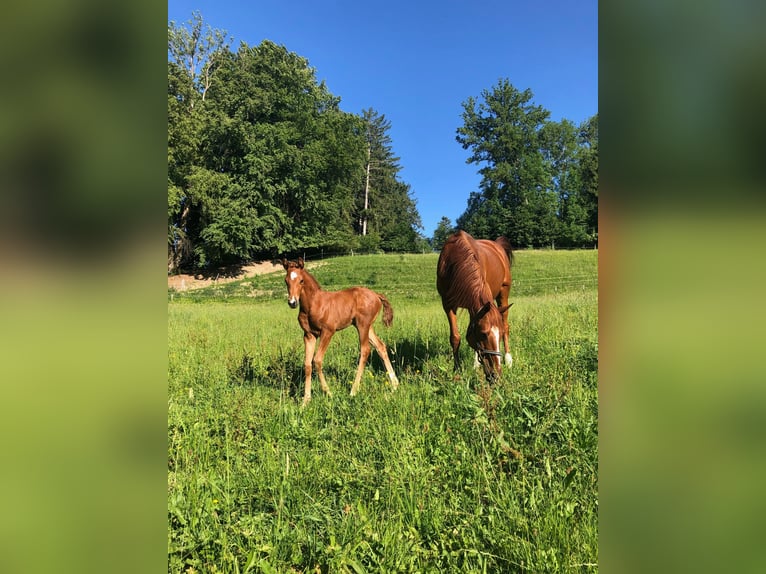 Hanoverian Mare 20 years 16,1 hh Chestnut-Red in Argenbühl