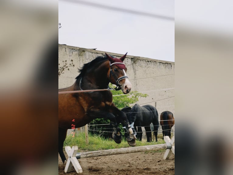 Hanoverian Mare 20 years 16,2 hh Bay-Dark in Krostitz