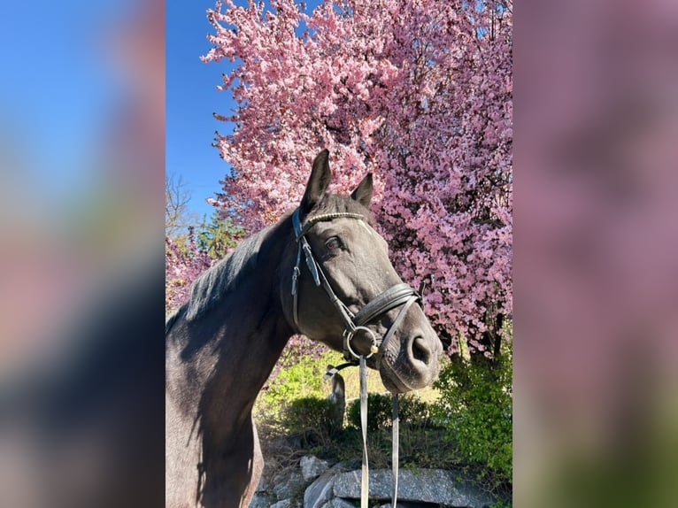 Hanoverian Mare 20 years 16,2 hh Black in Amstetten
