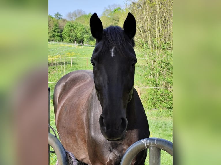 Hanoverian Mare 20 years 16,2 hh Black in Amstetten