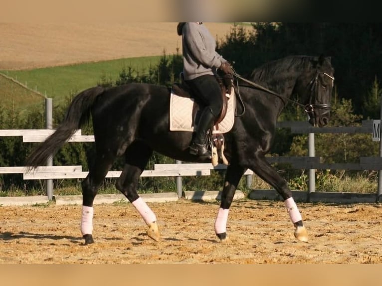 Hanoverian Mare 20 years 16,2 hh Black in Amstetten