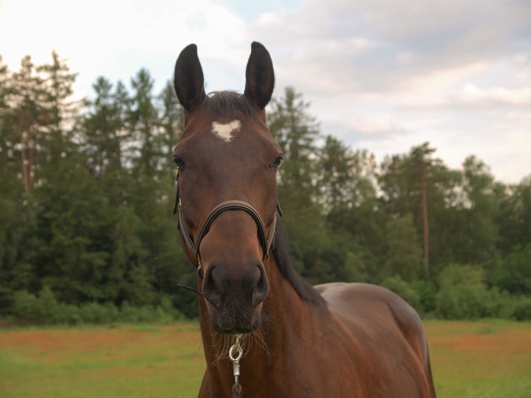 Hanoverian Mare 20 years 16,2 hh Brown in Uelzen