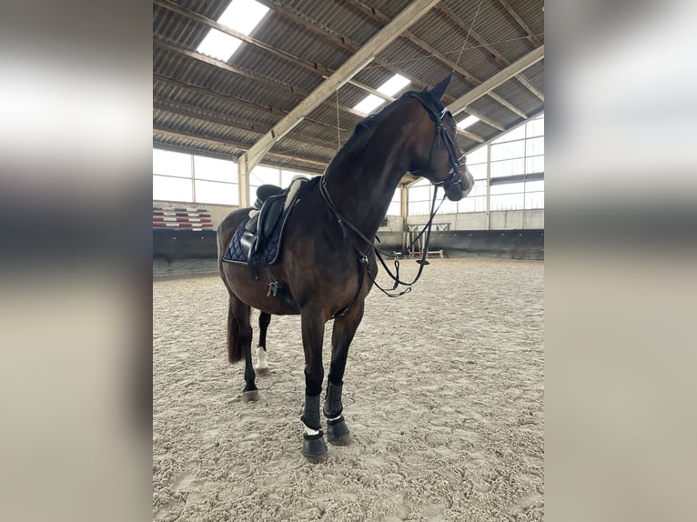 Hanoverian Mare 20 years 16,2 hh Smoky-Black in Krostitz