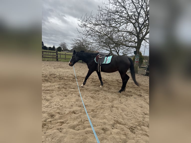 Hanoverian Mare 21 years 15.2 hh Brown in KlempauKlempau