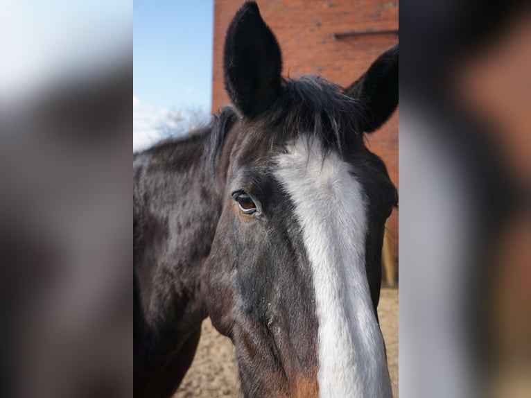 Hanoverian Mare 21 years 15,2 hh Brown in KlempauKlempau