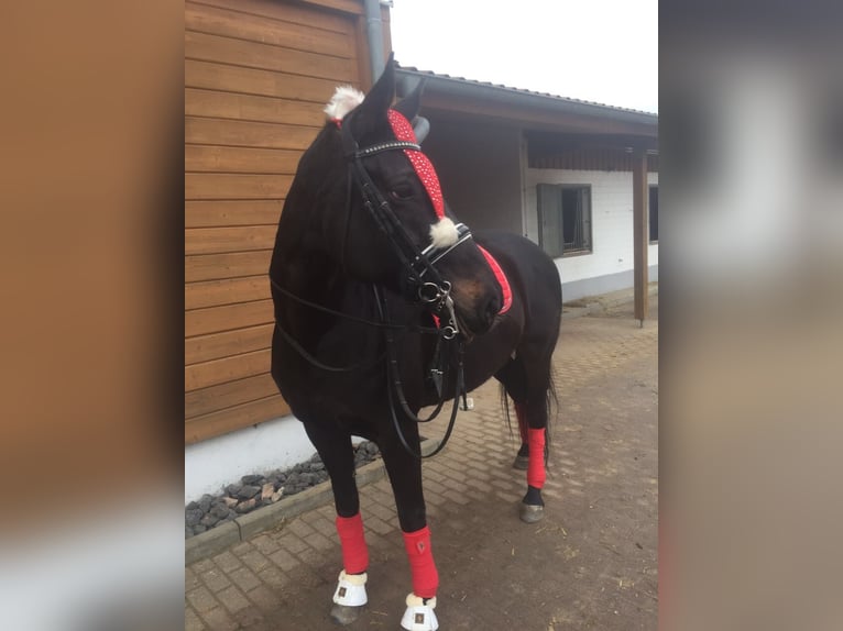 Hanoverian Mare 21 years 16.2 hh Smoky-Black in Wartenberg