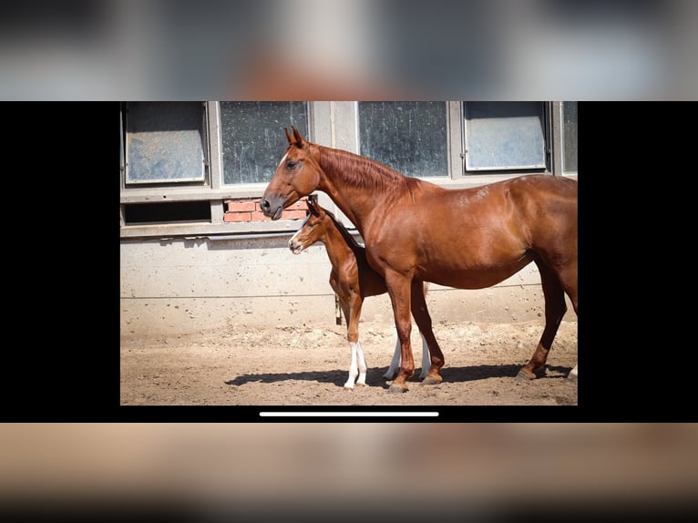 Hanoverian Mare 21 years 16 hh Chestnut-Red in Meisdorf
