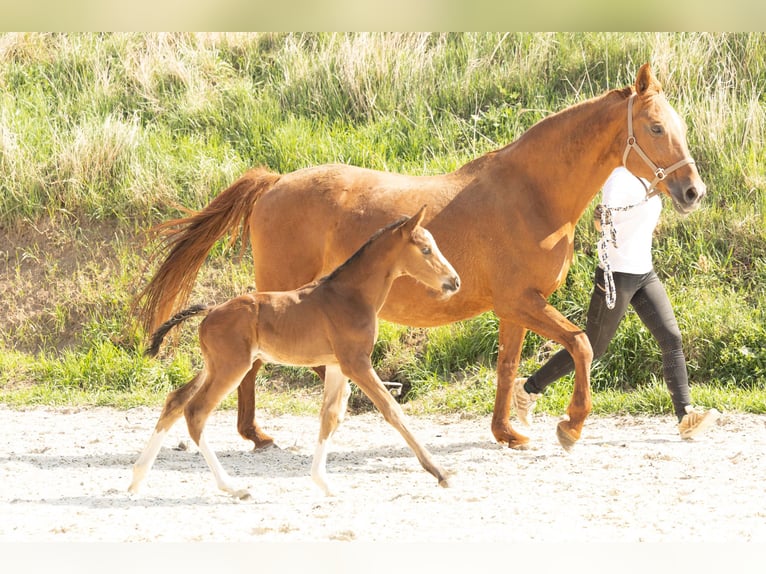 Hanoverian Mare 21 years 16 hh Chestnut-Red in Meisdorf