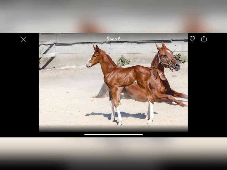 Hanoverian Mare 21 years 16 hh Chestnut-Red in Meisdorf