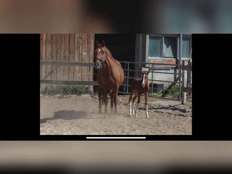 Hanoverian Mare 21 years 16 hh Chestnut-Red in Meisdorf