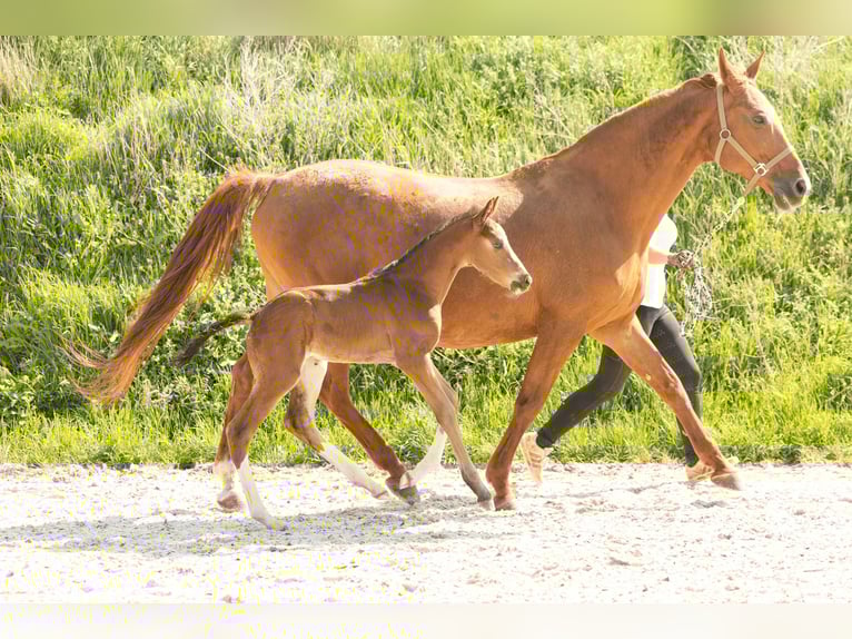 Hanoverian Mare 21 years 16 hh Chestnut-Red in Meisdorf