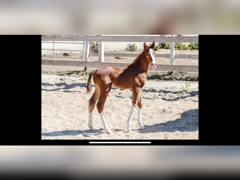 Hanoverian Mare 21 years 16 hh Chestnut-Red in Meisdorf