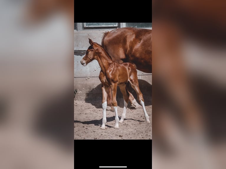 Hanoverian Mare 21 years 16 hh Chestnut-Red in Meisdorf