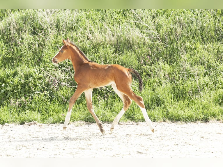 Hanoverian Mare 21 years 16 hh Chestnut-Red in Meisdorf