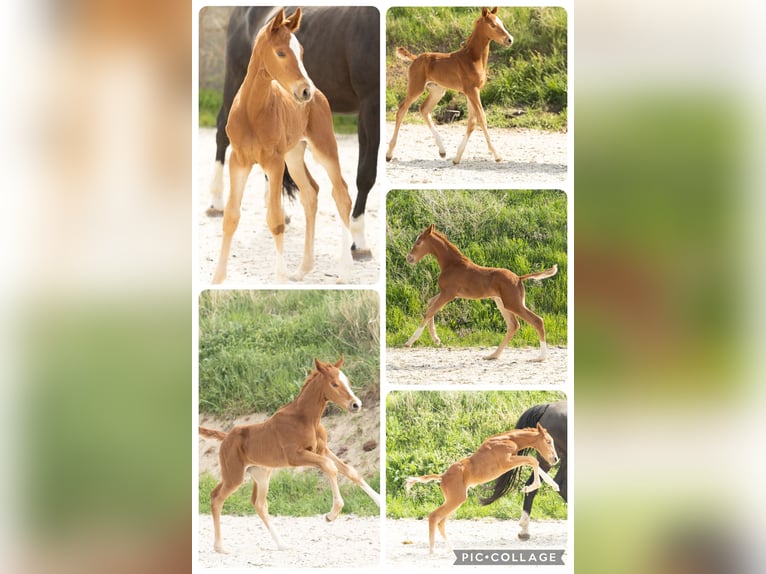 Hanoverian Mare 21 years 16 hh Chestnut-Red in Meisdorf