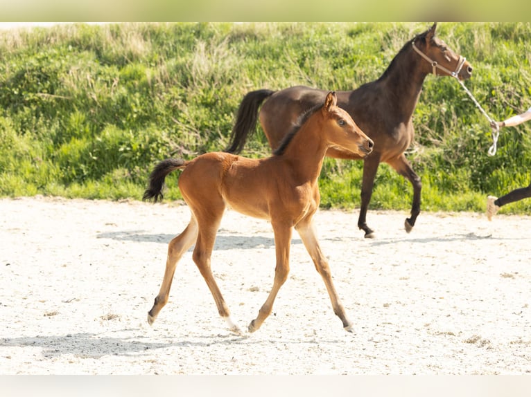 Hanoverian Mare 21 years 16 hh Chestnut-Red in Meisdorf