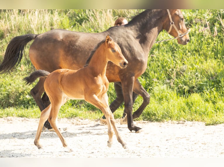 Hanoverian Mare 21 years 16 hh Chestnut-Red in Meisdorf