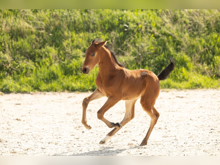 Hanoverian Mare 21 years 16 hh Chestnut-Red in Meisdorf