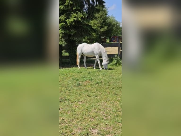 Hanoverian Mare 21 years 16 hh Gray in Höpfingen Hanoverian Mare 21 years 16 hh Gray in Höpfingen