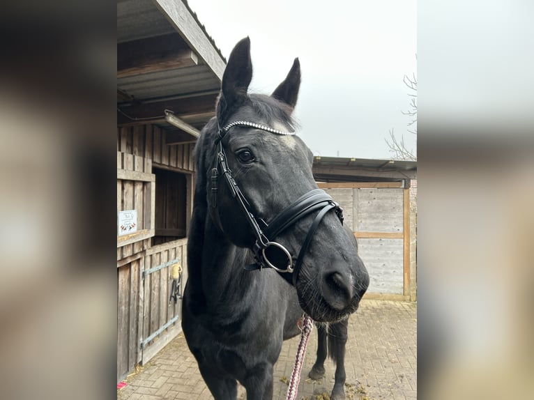 Hanoverian Mare 21 years 16,1 hh Black in Blender