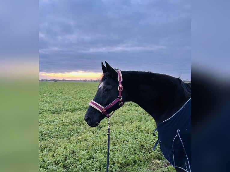 Hanoverian Mare 21 years 16,1 hh Black in Blender