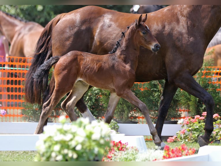 Hanoverian Mare 21 years 16,3 hh Chestnut in Moers