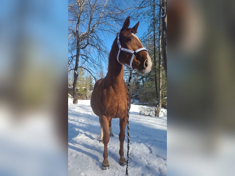 Hanoverian Mare 22 years 15.3 hh Chestnut-Red in Treuen