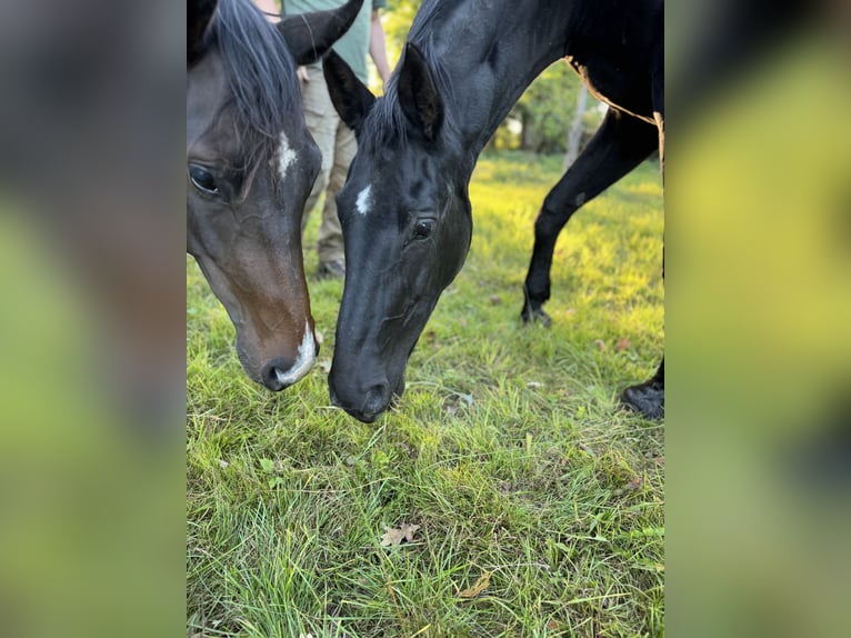Hanoverian Mare 22 years 16 hh Black in Steinhorst