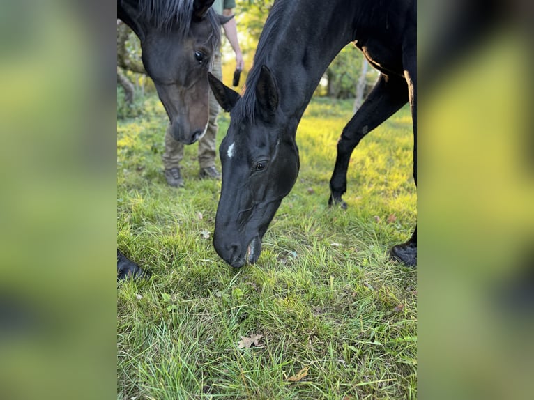 Hanoverian Mare 22 years 16 hh Black in Steinhorst