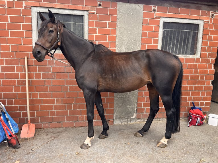 Hanoverian Mare 22 years 16,1 hh Brown in Kerpen
