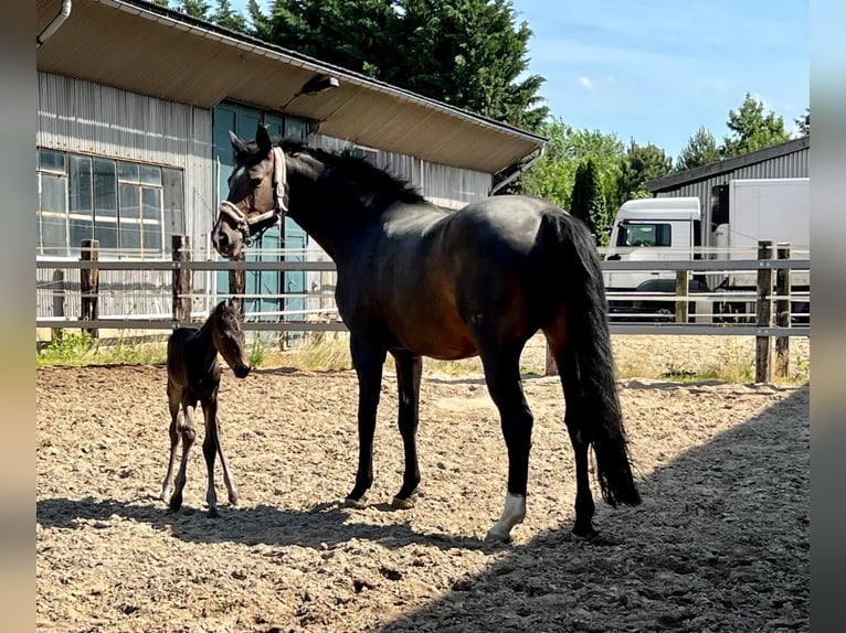 Hanoverian Mare 22 years 16,2 hh Smoky-Black in Meißen