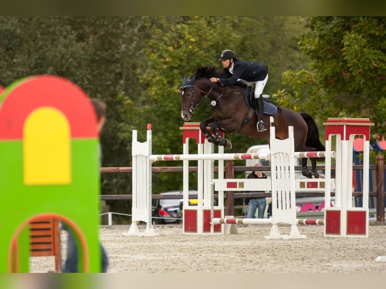 Hanoverian Mare 22 years 16,2 hh Smoky-Black in Meißen