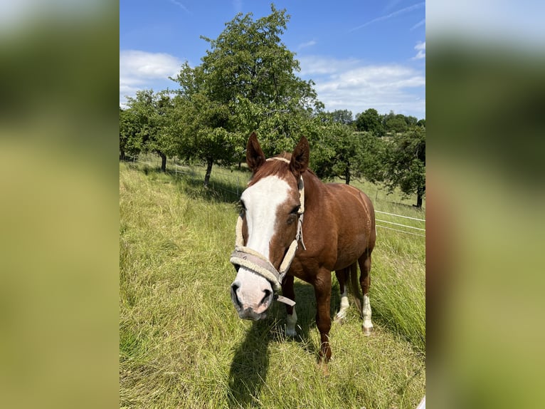 Hanoverian Mare 23 years 15,3 hh Chestnut-Red in Riedstadt