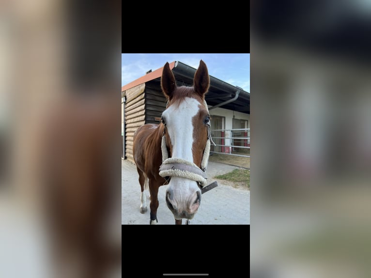 Hanoverian Mare 23 years 15,3 hh Chestnut-Red in Riedstadt