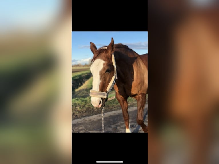 Hanoverian Mare 23 years 15,3 hh Chestnut-Red in Riedstadt