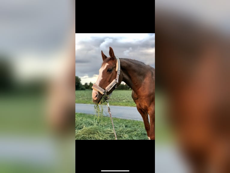 Hanoverian Mare 23 years 15,3 hh Chestnut-Red in Riedstadt