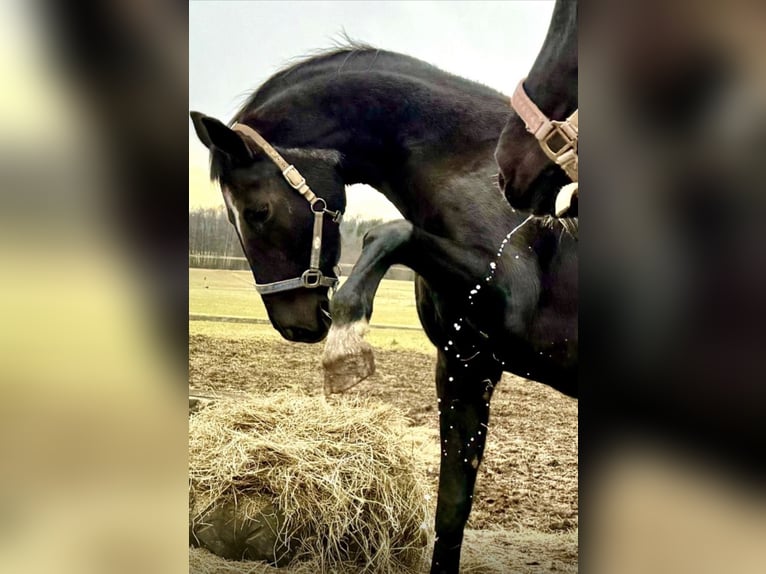 Hanoverian Mare 23 years 16.2 hh Black in Schnabelwaid